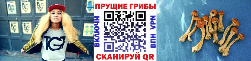 Купить где  Чудово  Псилоцибиновые грибы Magic Shrooms 